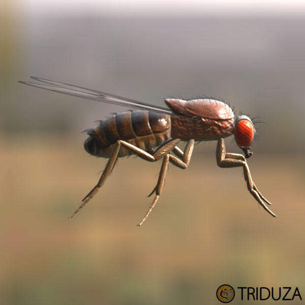 drosophila melanogaster fruit fly obj - Drosophila melanogaster (Fruit Fly) by triduza